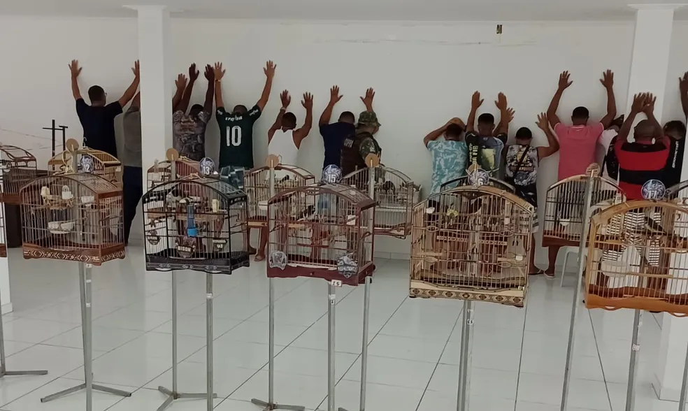 Mais de 30 pessoas são flagradas pela polícia com aves em Salvador; alguns animais estavam anilhados