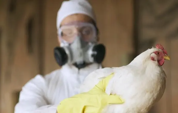 Bahia registra segundo caso de gripe Aviária no Litoral Sul