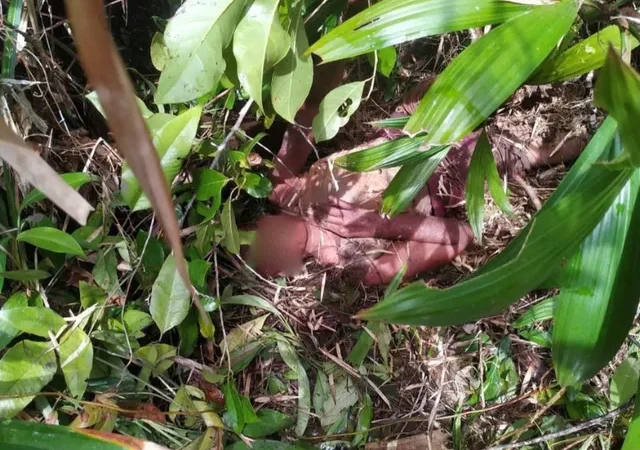 Mulher é resgatada desnutrida e com hipotermia após ficar 6 dias desaparecida em região de mata na Bahia