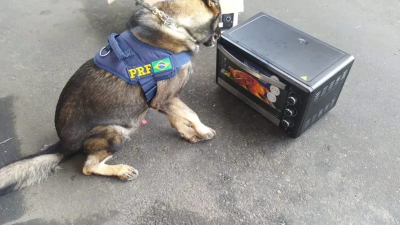 Cães farejadores encontraram cocaína escondida dentro de micro-ondas em ônibus de turismo na Bahia
