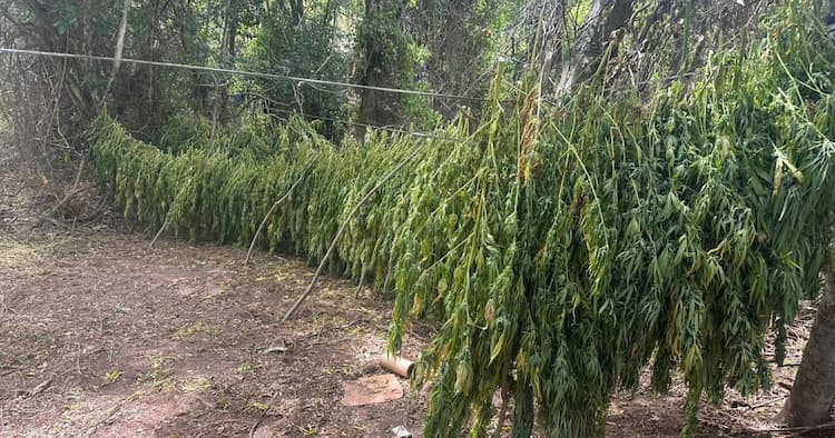 Advogado de 71 anos é preso em Salvador após ser apontado como proprietário de fazenda usada para cultivo de maconha
