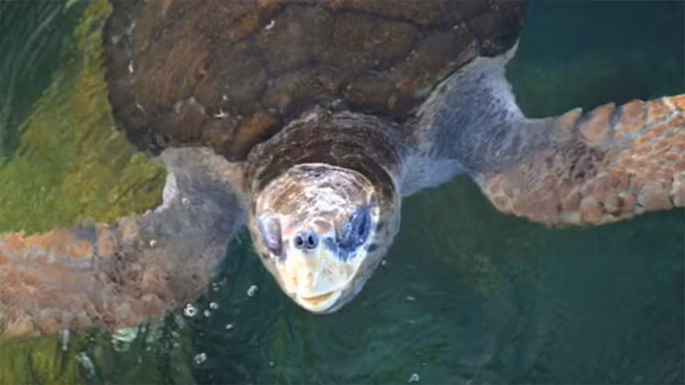 Onde está Jorge? Tartaruga baiana que desapareceu após ser reinserida ao mar poderá nunca chegar à Bahia; entenda