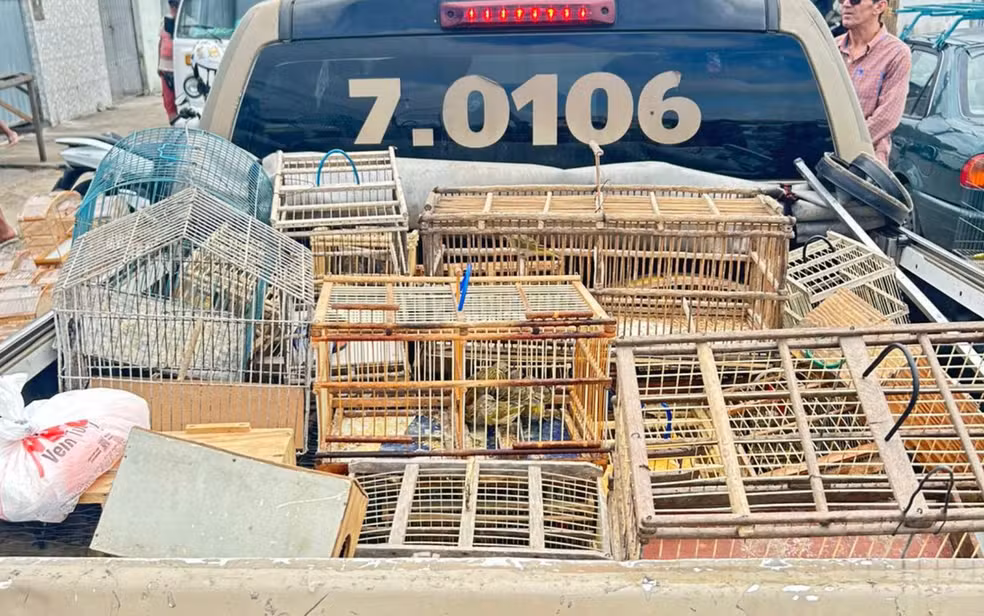 Nove pessoas são detidas suspeitas de tentar vender mais de 250 aves silvestres na Bahia