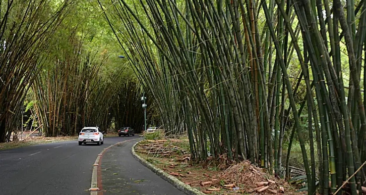 Motorista por aplicativo e passageiros sofrem emboscada no bambuzal, próximo ao Aeroporto, e tem pertences roubados
