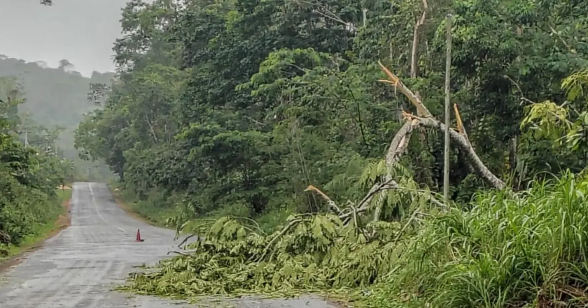 Chuva provoca queda de árvore e interdita trecho da BA-130 em Itagi