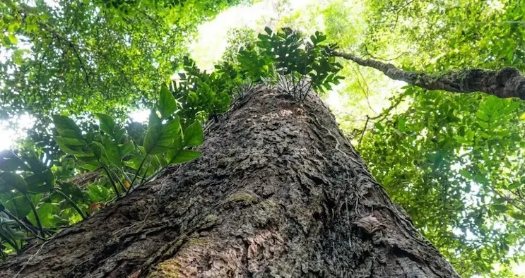 Suíça anuncia doação de mais de R$ 30 milhões do Fundo Amazônia