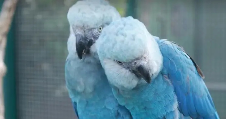 PF deflagra operação na Bahia contra disseminação de vírus que ameaça Ararinha-Azul, símbolo da caatinga