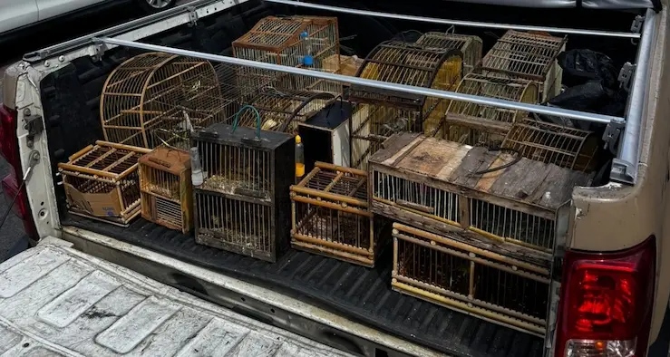 Polícia apreende mais de 50 aves comercializadas ilegalmente em Simões Filho