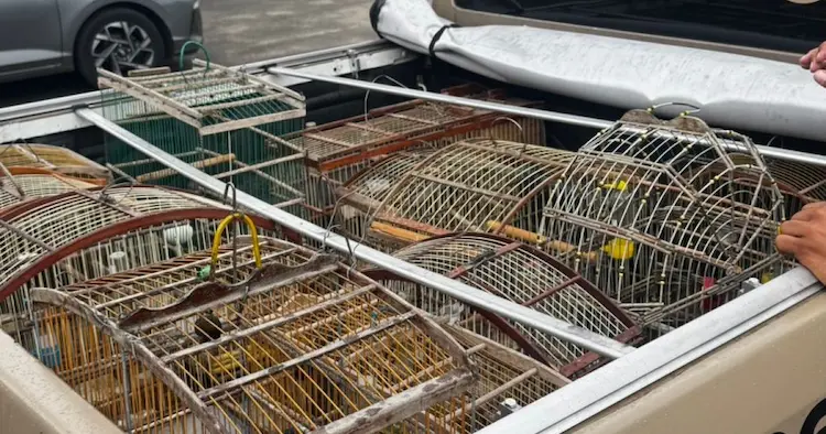 Polícia resgata 18 aves silvestres em operação contra o comércio ilegal em Dias d’Ávila
