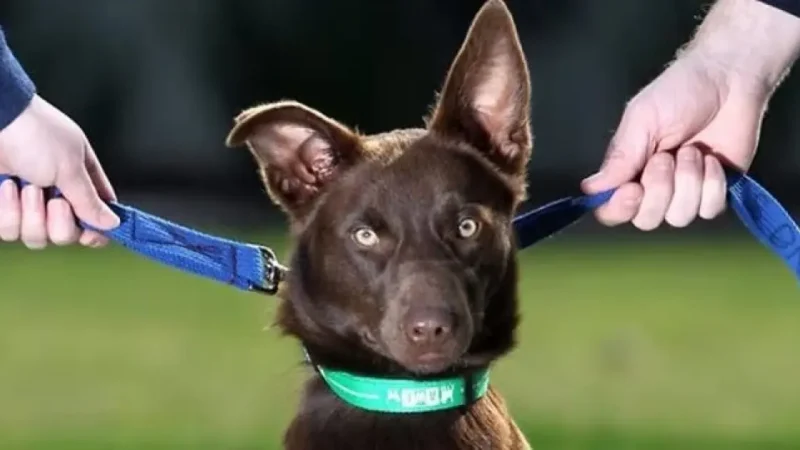 Aprovado projeto que fixa regras para guarda compartilhada de animal de estimação em caso de separação