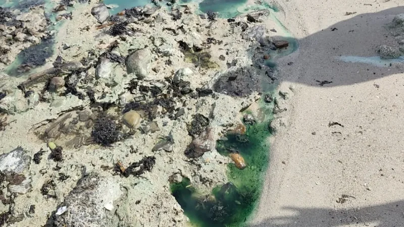 Comunidade da Praia de São Tomé de Paripe sofre com efeitos da contaminação; laudo do Inema ainda não foi disponibilizado