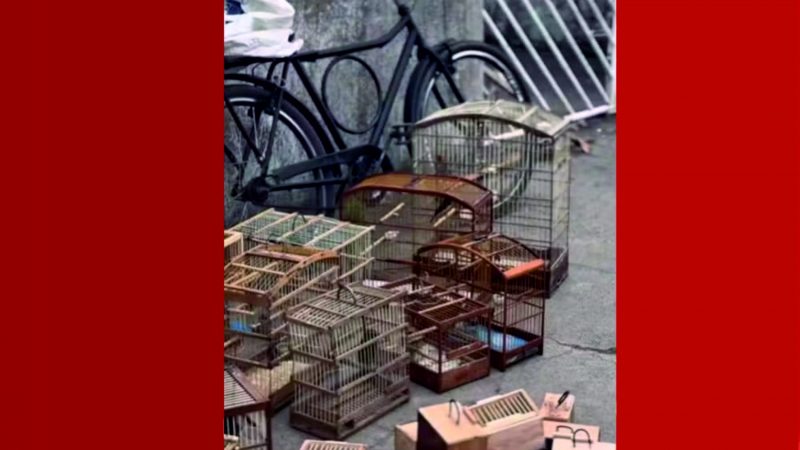 Operação resgata 75 animais silvestres vendidos ilegalmente em Feira de Santana