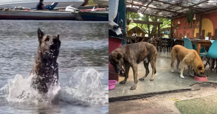 Cão “adota” influenciadoras em Caraíva, comove a internet e ONG chama atenção para adoção na região